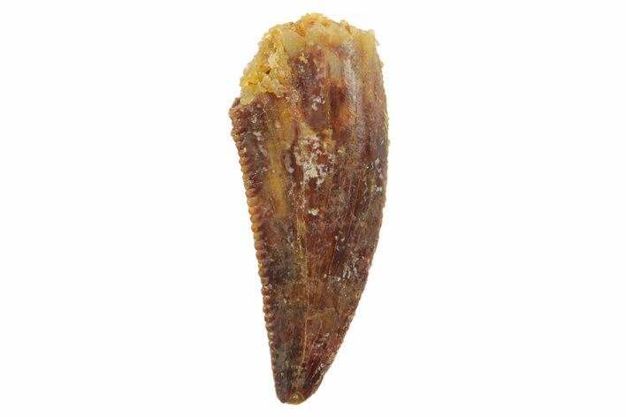 Serrated, Raptor Tooth - Real Dinosaur Tooth #186118